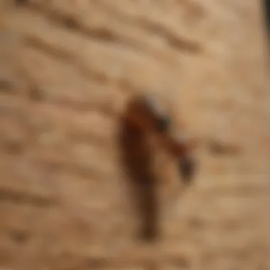 Application Techniques for Termite Treatment Application techniques for termite treatment
