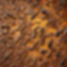 Chemical structure of a popular termite insecticide