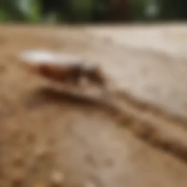 Comparison of Termite Control Methods Comparison of different termite control methods