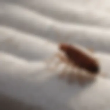 Close-up view of bed bug markings on a mattress