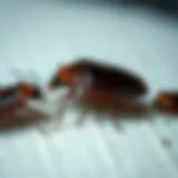 The Life Cycle of Bed Bugs: Duration and Development Introduction