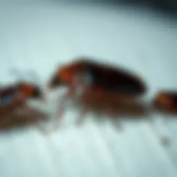 The Life Cycle of Bed Bugs: Duration and Development Introduction