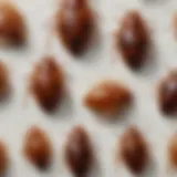 Close-up of a bed bug at different life stages