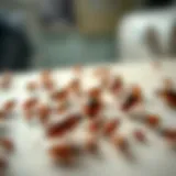 Close-up view of bed bugs on a surface