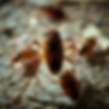 Visual representation of roach behaviors and habitats