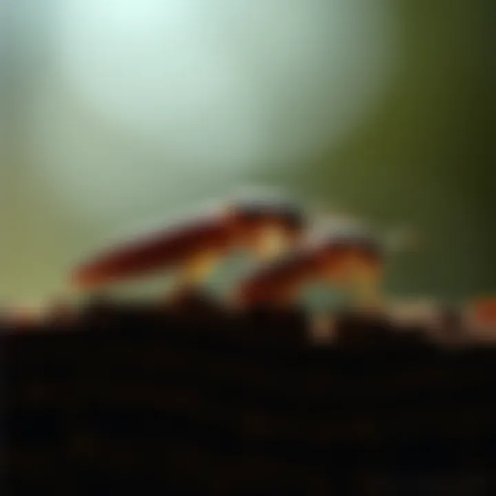 Lifecycle stages of a German roach represented visually