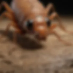 Close-up view of an all-star termite showcasing its distinctive features