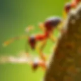Understanding Allergies to Fire Ants Introduction