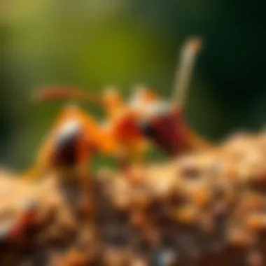 Notable Understanding Allergies to Fire Ants