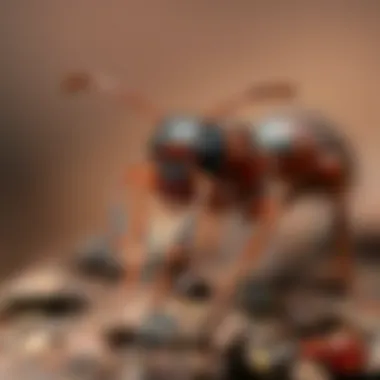 Different species of ants commonly found in homes