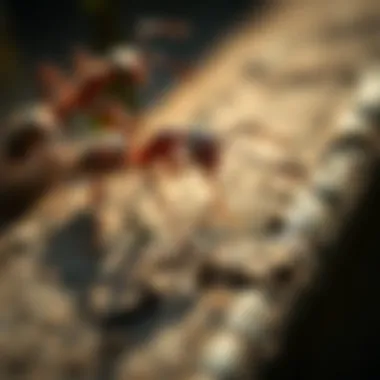 Effective prevention strategies against ant intrusion