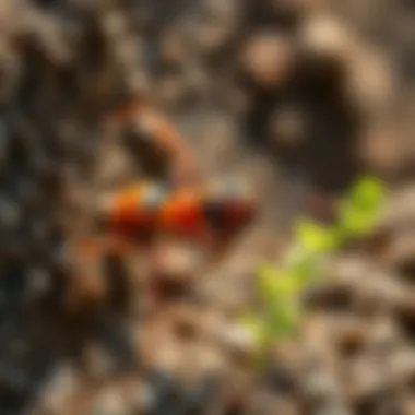 Sustainable control methods for managing ant populations