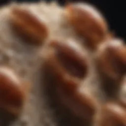 Close-up view of bed bug eggs