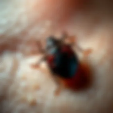 Visual guide to effective pest control strategies for bed bug management