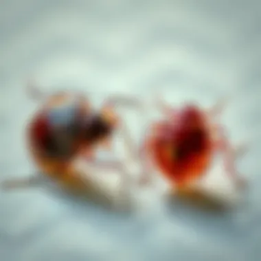 Comparison of synthetic and natural bed bug repellents