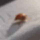 Close-up of fabric being washed emphasizing bed bug control