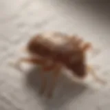 Close-up of bed bug on a mattress