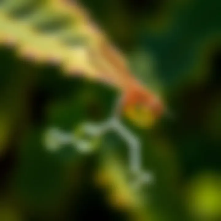 Chemical structure of Bifen highlighted for clarity