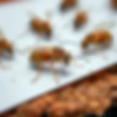 Illustration of pests affected by Bifen treatment