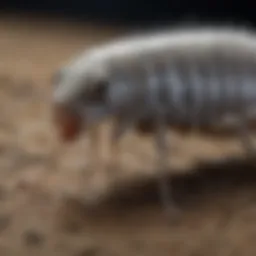 Close-up view of a silverfish mimic insect showcasing its distinctive features.