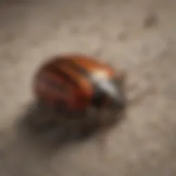 Close-up of a carpet beetle on fabric