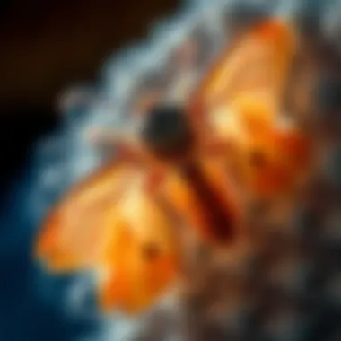 Understanding Clothes Moth Insecticides: A Comprehensive Guide Summary