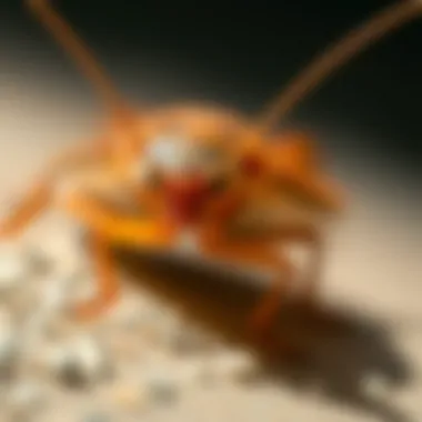 Diverse species of cockroaches found in Hawaii