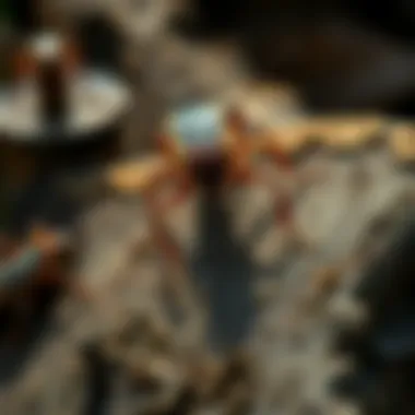 Eco-friendly pest control methods for cockroach management