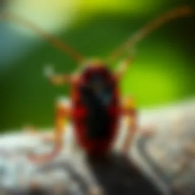 Identifying cockroach species in Hawaii