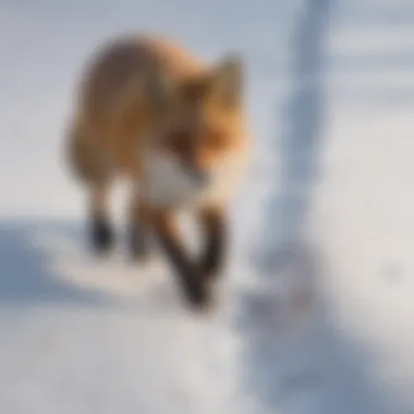 Tracks in the snow indicating the presence of a fox.