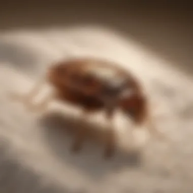 Effective Bed Bug Prevention Techniques Infographic showcasing bed bug prevention strategies