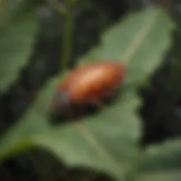 Close-up view of Kilauea pest on foliage
