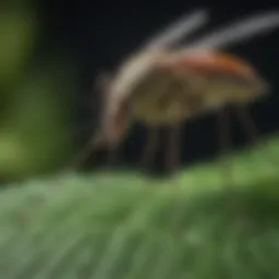Close-up of a mosquito on a leaf