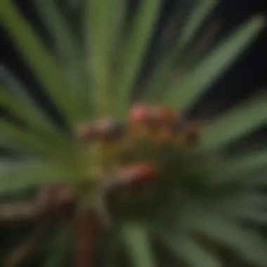 Diverse palmetto pest species on a plant