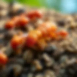 Close-up view of slab injector termites in their natural habitat