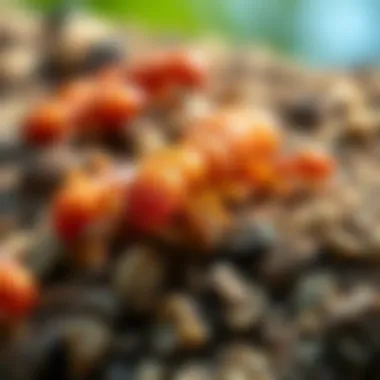 Close-up view of slab injector termites in their natural habitat