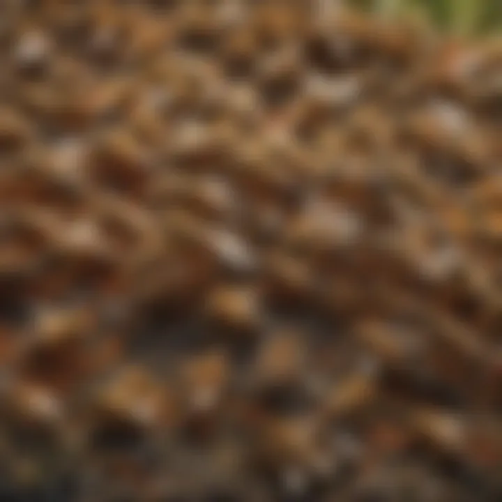 Ecological importance of bees in the environment