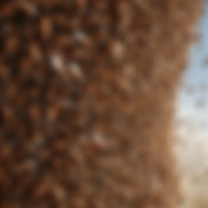 A close-up view of a swarm of termites in flight, showcasing their wings.