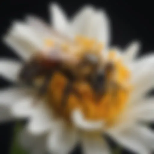 Close-up of a bee on a flower showing signs of distress