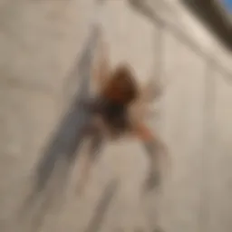 A close-up of a spider on a wall in a new home construction.