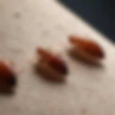 Close-up of bed bug eggs on a surface