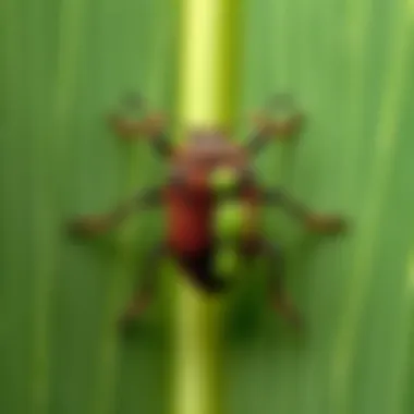 Illustration of the life cycle of the palm meadow bug