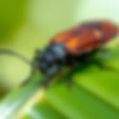 Effective management techniques for controlling the palm meadow bug