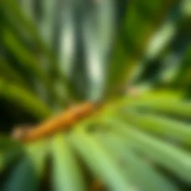 A palm meadow bug in its natural habitat among palm leaves