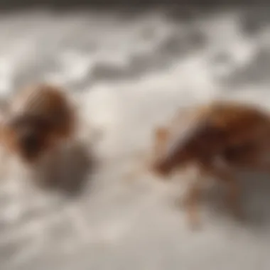 Close-up of bed bugs on a mattress