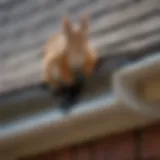 A detailed view of a squirrel baffle installed on a gutter downspout