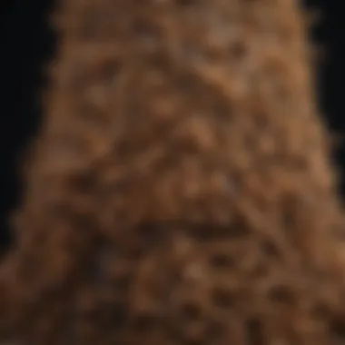 An intricate termite colony showcasing its structure and dynamics