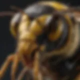 Close-up view of a southern yellow jacket