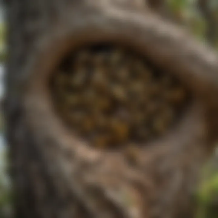 Southern yellow jacket nest in a tree