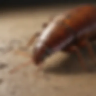 Checklist for assessing the success of cockroach elimination efforts.